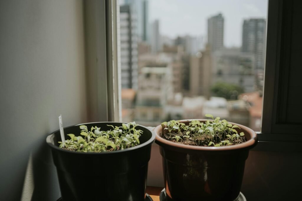 Three small herb pots on a narrow kitchen windowsill under a compact grow light