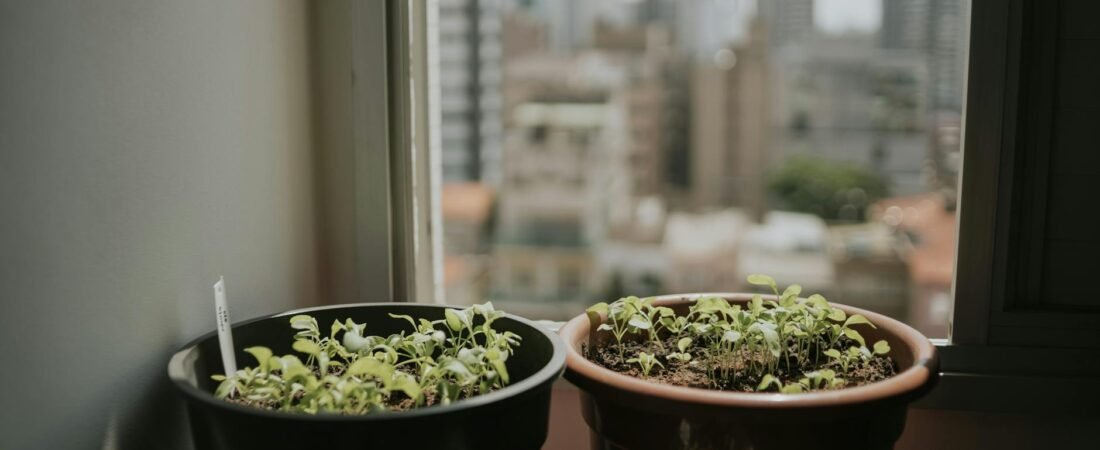 The Best Herbs to Grow Indoors When You Have Almost No Space