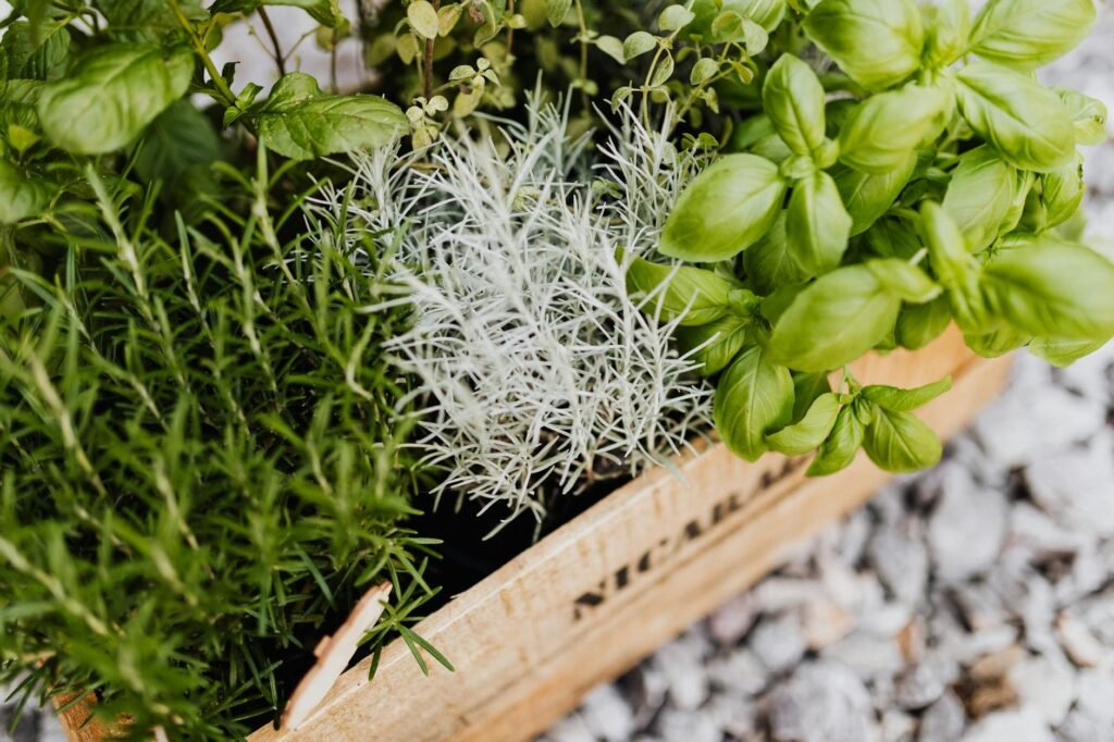 Labeled basil, thyme, and parsley pots arranged on a small shelf with saucers