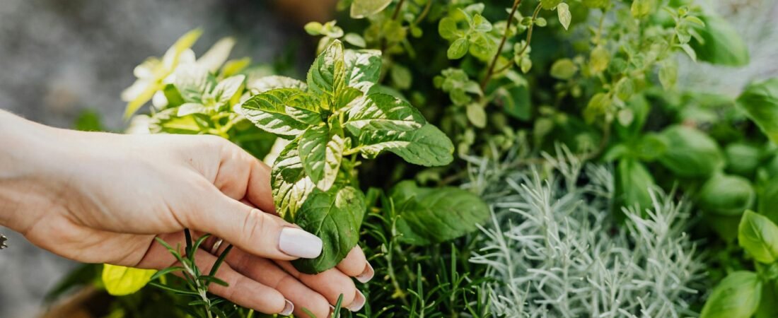 From Garden to Cup: How to Grow, Dry, and Store Herbs at Home