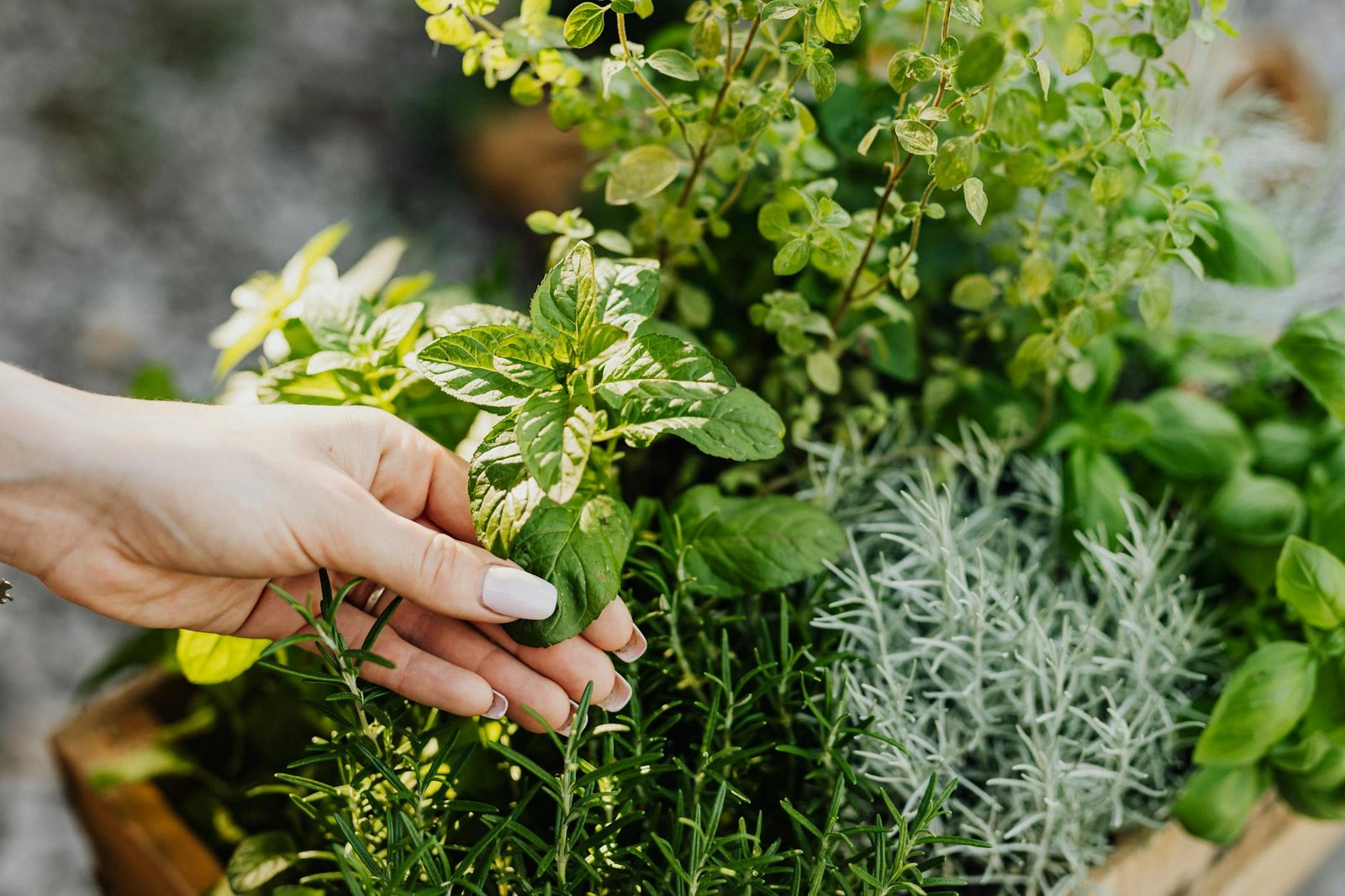 From Garden to Cup: How to Grow, Dry, and Store Herbs at Home