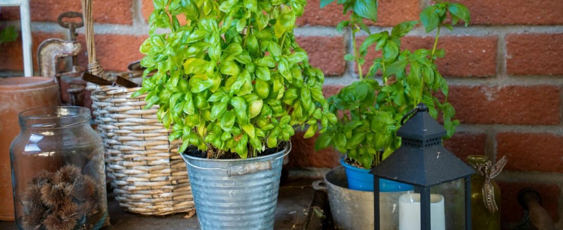 The Seasonal Herb Guide: What to Grow, Harvest, and Preserve Throughout the Year