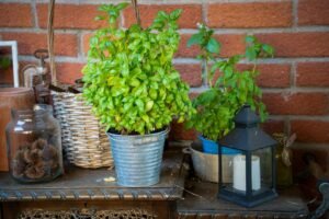 The Seasonal Herb Guide: What to Grow, Harvest, and Preserve Throughout the Year