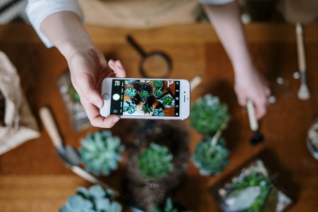 A phone taking a progress photo of a basil plant on a windowsill.